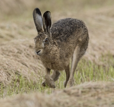 Brown-Hare-2-Derek-Bilton