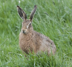 Brown-Hare-Derek-Bilton