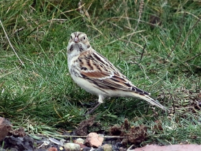 Lapland-Bunting-by-Hector-Galley-1