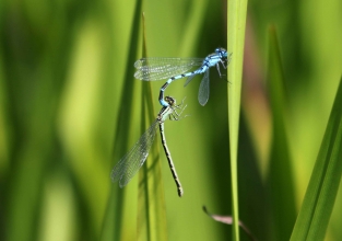 common blue damselfly