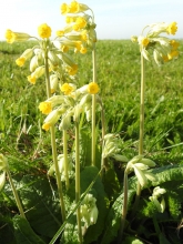 Cowslip_edited-1