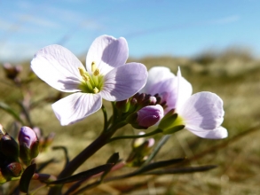 Cuckooflower-1_edited-1