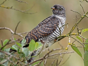 holy island cuckoo