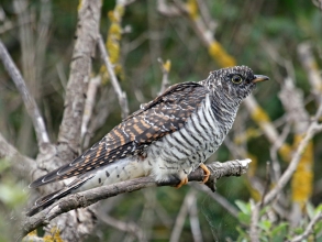 holy island cuckoo2