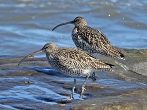 curlew6