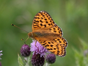 dg fritillary