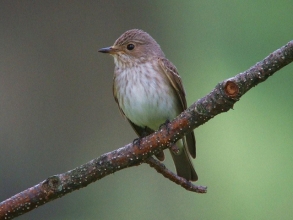 Spotted-Flycatcher-Roger-Foster-gallery