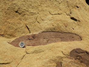 Cordaites fossil