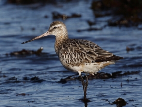 CBarlow Bar-tailed Godwit Newbiggin