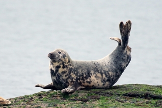 Grey-Seal-gallery-1