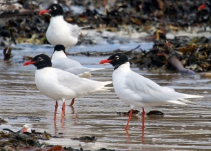 Newbiggin-Med-Gull-1-Hector-Galley