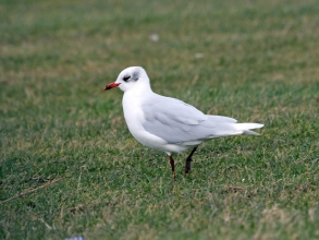 med gull winter plumage 2