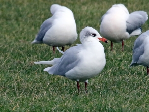 med gull winter plumage