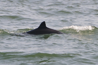 Harbour-Porpoise-gallery-1