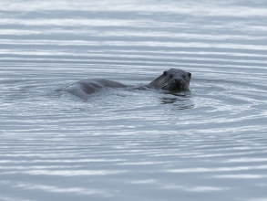 Otter-1-Derek-Bilton-gallery2