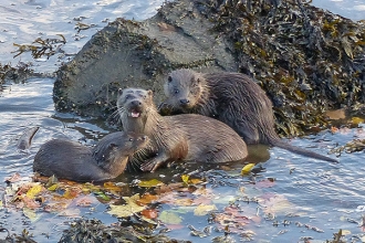 Otter-family-JG