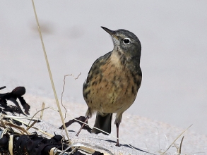 Rock-Pipit-2-Hector-Galley-April-17