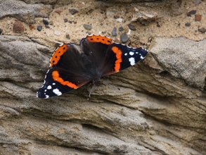 Red-Admiral-2-Hector-Galley