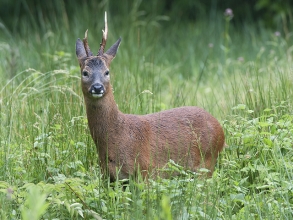 Roe-Deer-Derek-Bilton