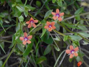 Scarlet Pimpernel_edited-1