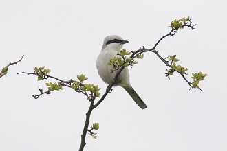 Great-Grey-Shrike-2-Jimmy-Steele-gallery