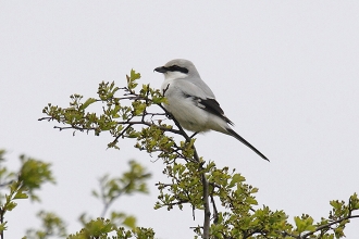 Great-Grey-Shrike-3-Jimmy-Steele-gallery