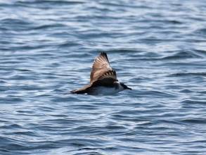 Arctic-Skua-Roger-Foster-gallery