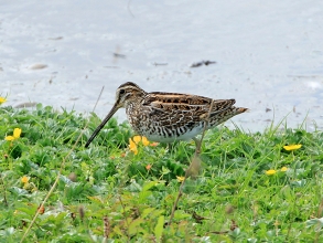 Snipe-1-PB-Aug-17-gallery