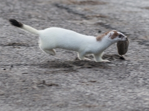 Stoat-1-Derek-Bilton-gallery1