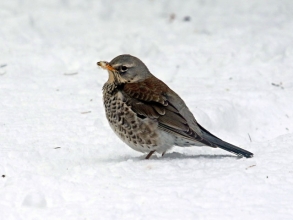 fieldfare