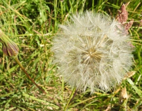 Goat's-beard