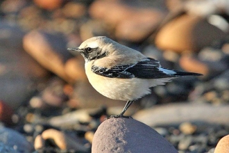 Desert-Wheatear-3-Jimmy-Steele-gallery