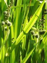 Branched Bur-reed