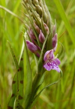 Common Spotted Orchid