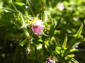 Cut-leaved Cranesbill