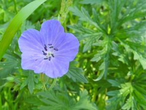 Meadow Cranesbill